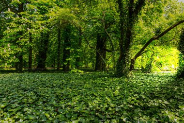 Kraliyet bahçelerinde yeşil ağaçlar