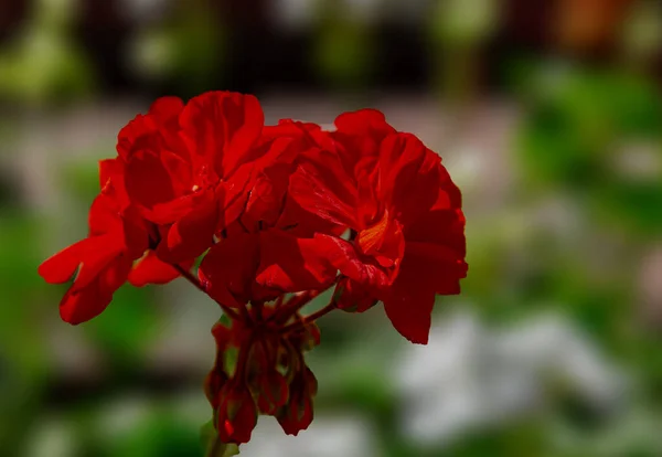 Fleur Rouge Dans Parc Ville — Photo