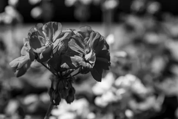 Fiore Bianco Nero Del Parco Cittadino — Foto Stock