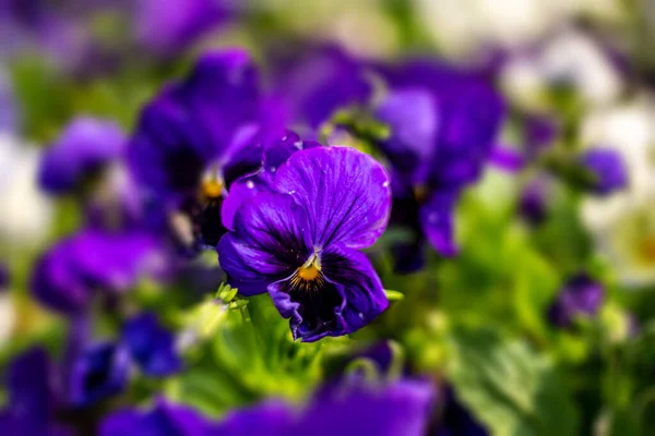 Alfombra Flores Moradas Jardín —  Fotos de Stock