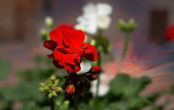 Flor Roja Sol — Foto de Stock