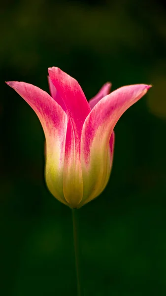 Różowy Tulipan Ogrodzie — Zdjęcie stockowe