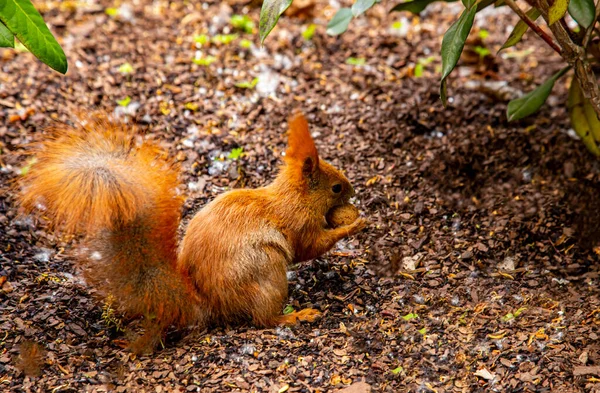 Eichhörnchen Mit Erdnuss Park — Stockfoto