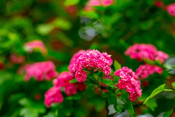 Fleurs Roses Brousse Dans Parc — Photo