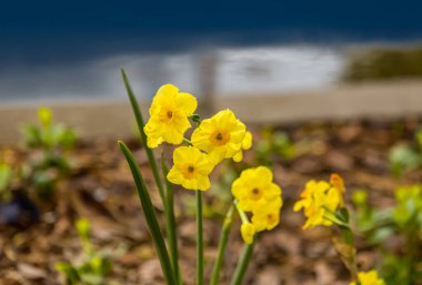 Yol kenarındaki sarı ördekler