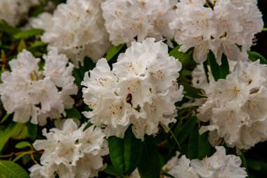 Kraliyet bahçesinden beyaz çiçekler