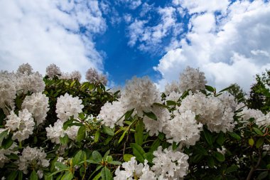 Kraliyet bahçesinden beyaz çiçekler