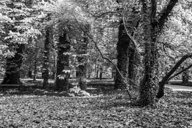 Kraliyet bahçelerinde yeşil ağaçlar