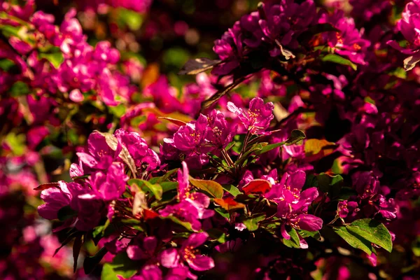 Feuilles Roses Brousse Dans Parc — Photo