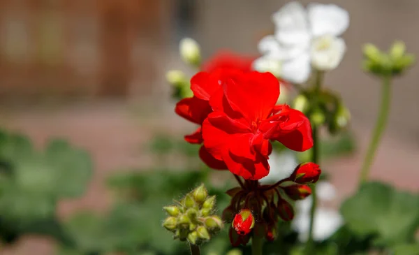 Fleur Rouge Soleil — Photo