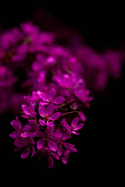 Roze Blaadjes Van Struik Een Zwarte Achtergrond — Stockfoto