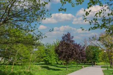Şehir parkında kırmızı ağaç