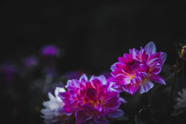 Ροζ Μωβ Λουλούδι Μαύρο Φόντο — Φωτογραφία Αρχείου