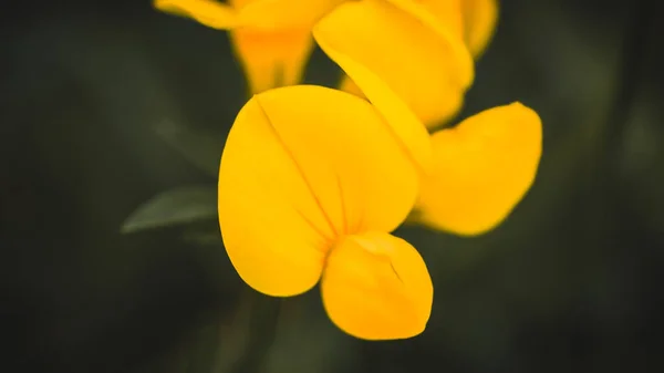 Yellow Flowers Dark Background — Stock Photo, Image