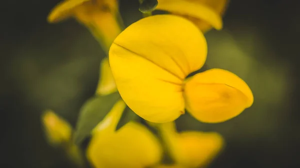 Gele Bloemen Een Donkere Achtergrond — Stockfoto