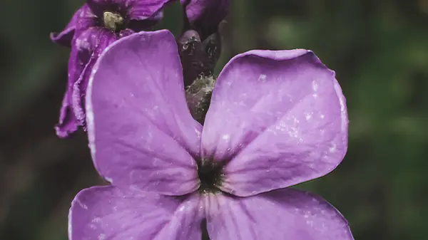 Violette Bloem Close — Stockfoto