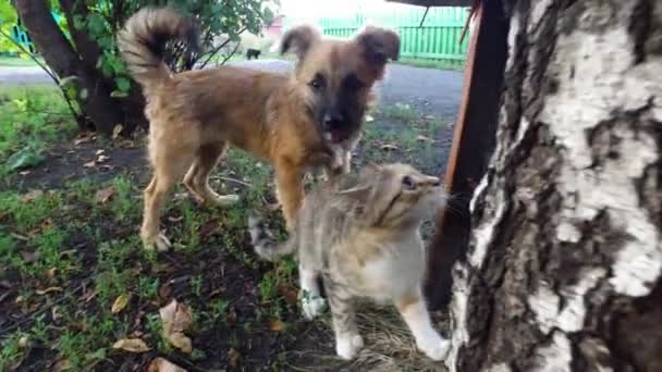 Chien Attaque Le Chat Le Chien Veut Mordre Le Chat Le Chat Est Protégé Contre Le Chien Lopérateur Décourage Le Chien