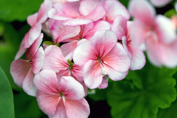 pink flowers