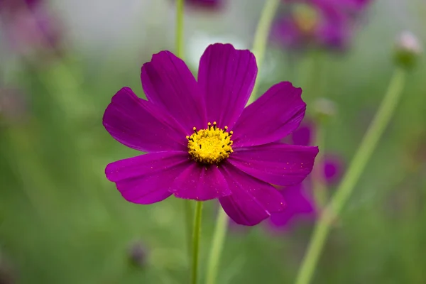 Lilac flower