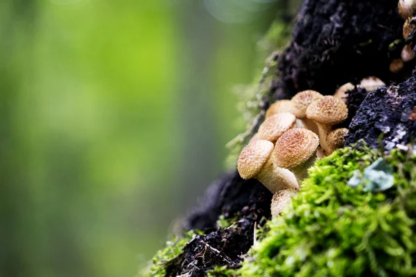 Mushrooms edible timber. Eating vegetarian. Autumn. Macro. Closeup. Growing from a tree. — Stock Image Mushrooms edible timber. Eating vegetarian. Autumn. Macro. Closeup. Growing from a tree. Stock Picture