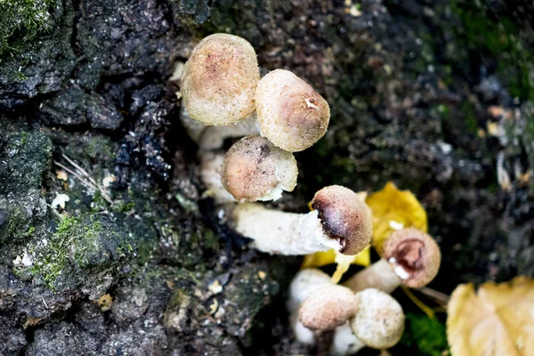 Mushrooms edible timber. Eating vegetarian. Autumn. Macro. Closeup. Growing from a tree. — Stock Image Mushrooms edible timber. Eating vegetarian. Autumn. Macro. Closeup. Growing from a tree. Stock Picture