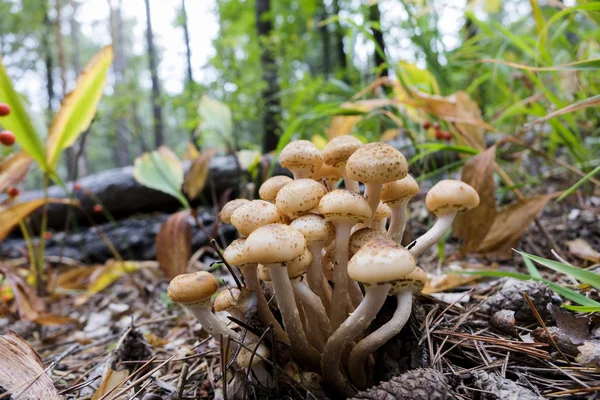 Mushrooms edible timber. Eating vegetarian. Autumn. Macro. Closeup. Rising from the earth. — Stock Image Mushrooms edible timber. Eating vegetarian. Autumn. Macro. Closeup. Rising from the earth. Royalty Free Stock Photos