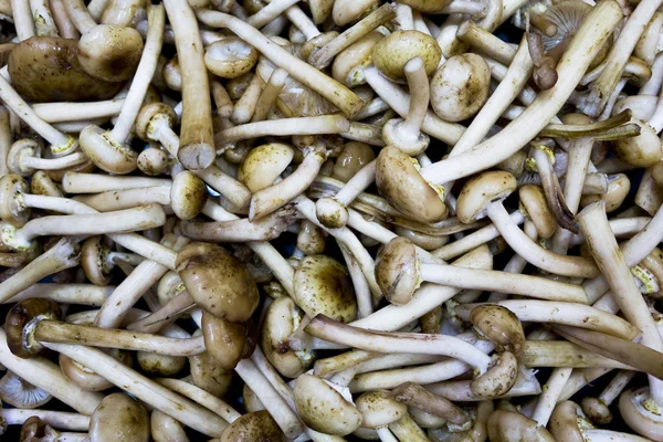 Mushrooms edible timber. Eating vegetarian. Autumn. Macro. Closeup. Background. — Stock Image Mushrooms edible timber. Eating vegetarian. Autumn. Macro. Closeup. Background. Stock Image
