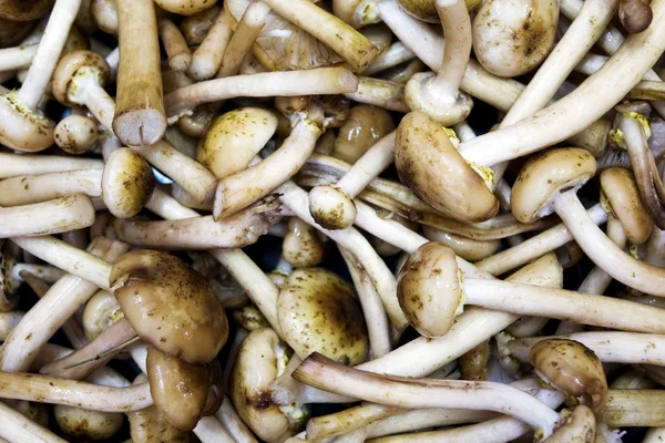 Mushrooms edible timber. Eating vegetarian. Autumn. Macro. Closeup. Background. — Stock Image Mushrooms edible timber. Eating vegetarian. Autumn. Macro. Closeup. Background. Royalty Free Stock Photos