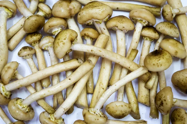 Mushrooms edible timber. Eating vegetarian. Autumn. Macro. Closeup. Background. — Stock Image Mushrooms edible timber. Eating vegetarian. Autumn. Macro. Closeup. Background. Royalty Free Stock Images