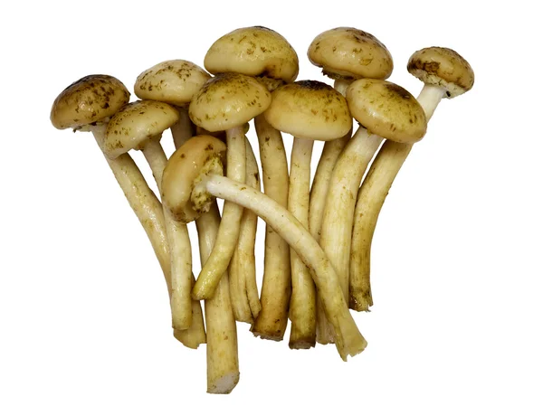 Mushrooms edible timber. White isolated background with clipping path. Closeup with no shadows. Eating vegetarian. Many mushrooms. — Stock Image Mushrooms edible timber. White isolated background with clipping path. Closeup with no shadows. Eating vegetarian. Many mushrooms. Royalty Free Stock Photos