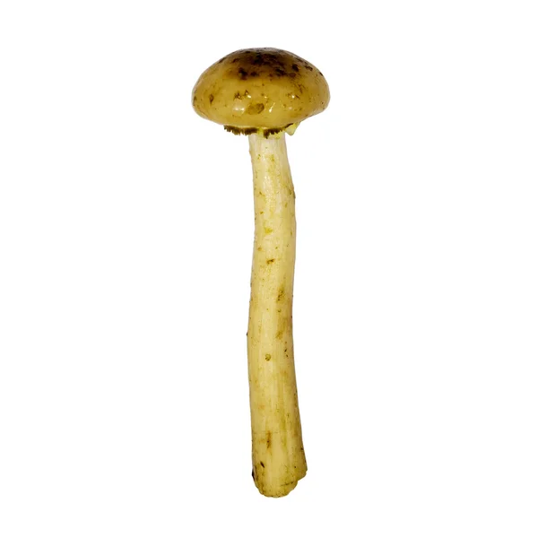 Mushrooms edible timber. White isolated background with clipping path. Closeup with no shadows. Eating vegetarian. One mushroom. — Stock Image Mushrooms edible timber. White isolated background with clipping path. Closeup with no shadows. Eating vegetarian. One mushroom. Royalty Free Stock Photos
