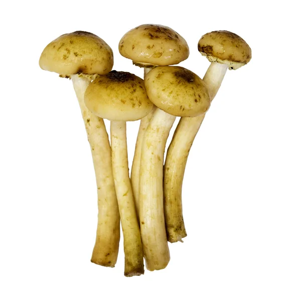 Mushrooms edible timber. White isolated background with clipping path. Closeup with no shadows. Eating vegetarian. Five mushrooms. — Stock Image Mushrooms edible timber. White isolated background with clipping path. Closeup with no shadows. Eating vegetarian. Five mushrooms. Royalty Free Stock Images