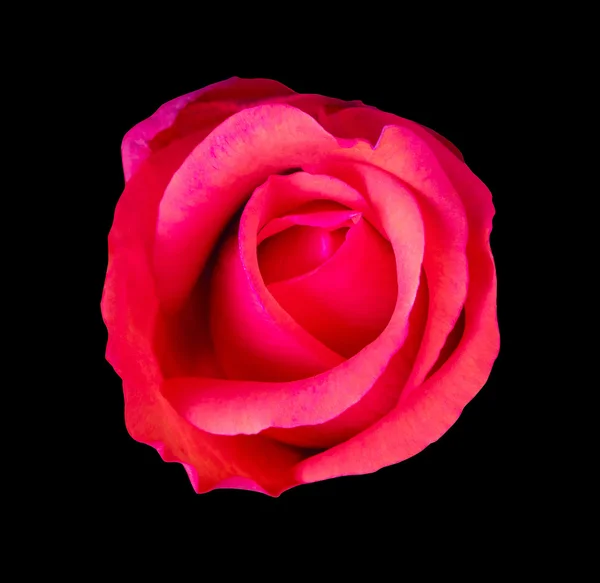 Flower rose , black isolated background with clipping path. Closeup.