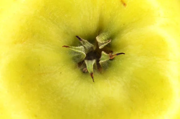 Juicy Ripe Fruit Its Formation Addition Ovary Lower Parts Stamens — Stock Photo, Image