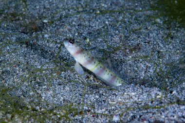 Steinitzi karides-goby Amblyeleotris steinitzi