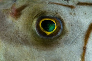 Kirpi balığı gözü detayı Anilao Filipinler