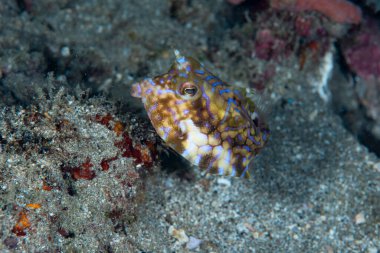 Dikenli İnek Balığı Lactoria fornasini