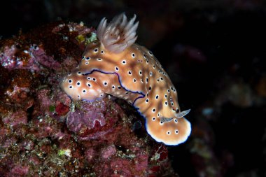 Hypselodoris tryoni Çıplak Filipinler