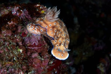 Hypselodoris tryoni Çıplak Filipinler