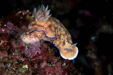 Hypselodoris tryoni Çıplak Filipinler