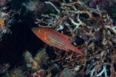 İki kap Wrasse Oxycheilinus bimaculatus