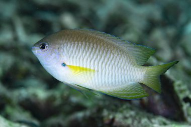 Ambon küçük hanım Pomacentrus amboinensis