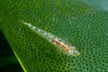 Mercan Cüce Goby Cins Bryaninops