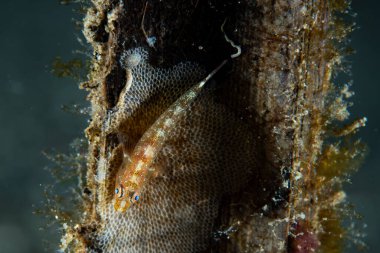 Mercan Cüce Goby Cins Bryaninops
