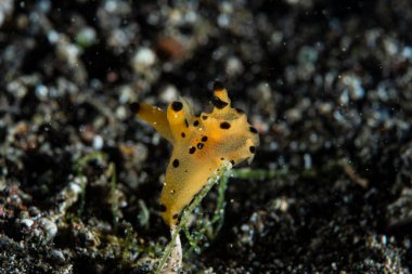 Kakera sp. Sınıflandırılmamış 2 Çıplaklık