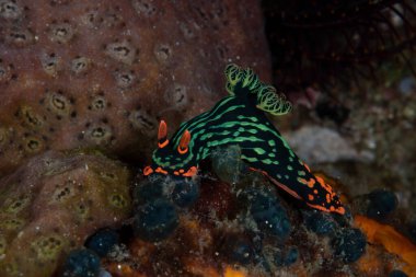 Karanlık Nembrotha Nembrotha kubaryana