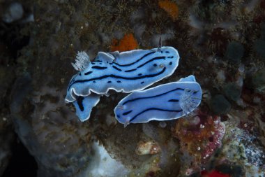 Willan 'ın Chromodoris Chromodoris willani' si.
