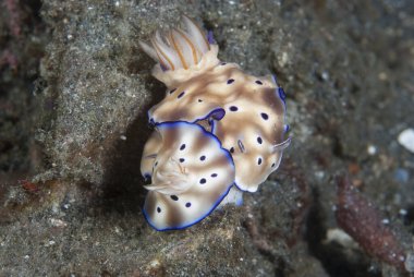 Hypselodoris tryoni Çıplak Endonezya Çiftleşmesi
