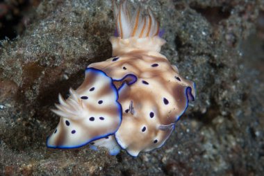 Hypselodoris tryoni Çıplak Endonezya Çiftleşmesi