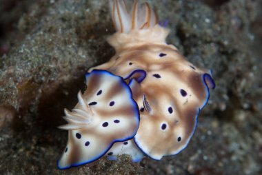Hypselodoris tryoni Çıplak Endonezya Çiftleşmesi